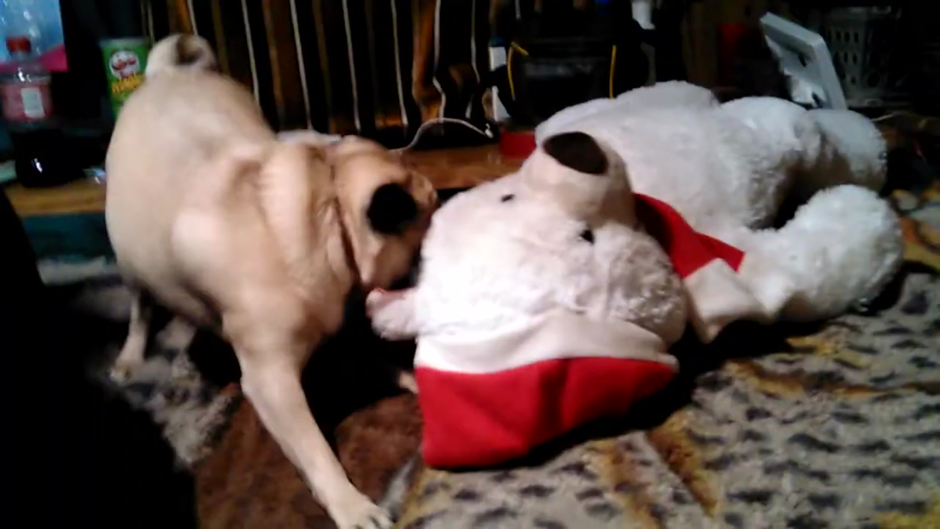 Video thumbnail for Pug tearing a bear up