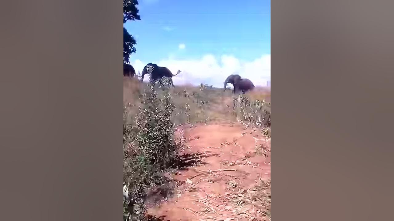 Video thumbnail for A Footage of Elephants in T/A Chimutu