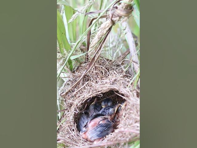 'Video thumbnail for Grown Wild babies birds'
