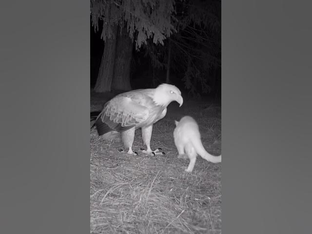 Video thumbnail for Heartwarming American🇺🇸 animals story💞🐾❤️