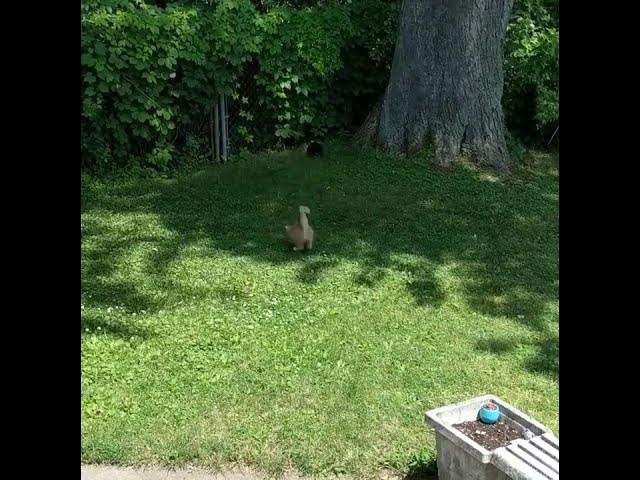 Video thumbnail for gymnast kitty