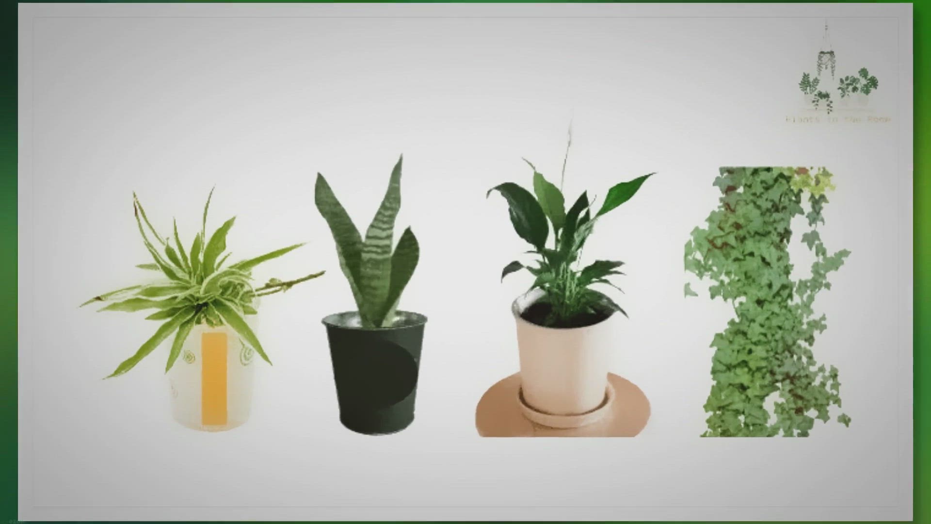 'Video thumbnail for The Best Indoor Plants for Asthma and Respiratory Health'