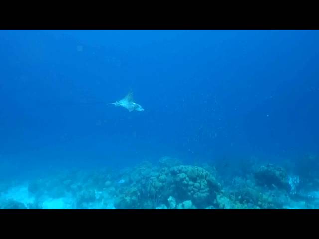 Video thumbnail for Bonaire eagle ray
