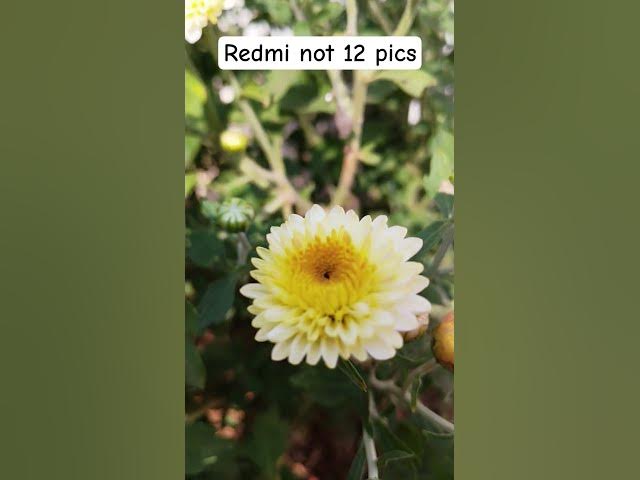 Video thumbnail for redmi not 12 pics 😍😍#shorts