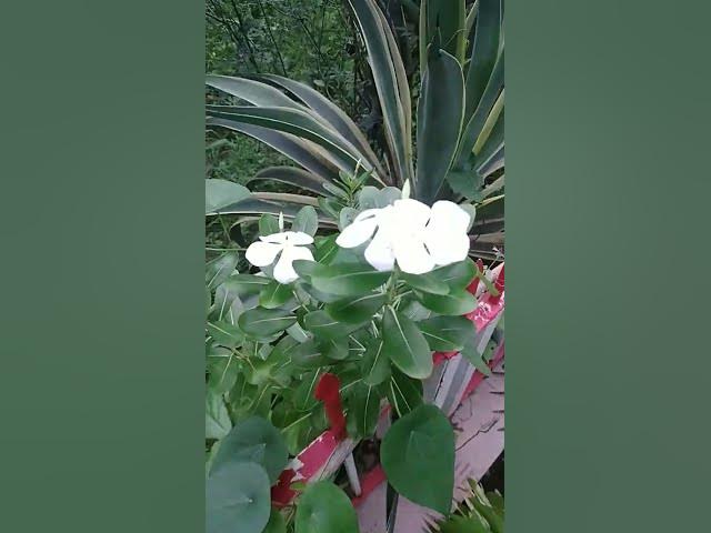 Video thumbnail for #rose #beautiful #reels #viralvideo #facebook #happy #love #bd #jui chameli #beautiful #অনুপ্রেরণা