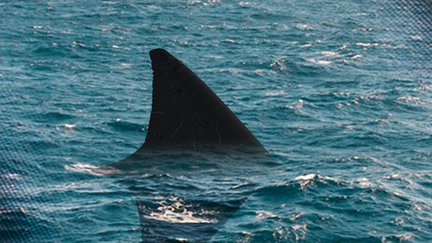 Video thumbnail for 9-foot shark spotted at Point Lookout, swimming stopped at Hempstead-area beaches