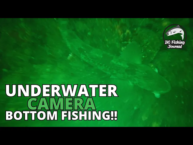 Video thumbnail for Ocean UNDERWATER Camera!! Lingcod, Salmon, Greenling & Rockfish!