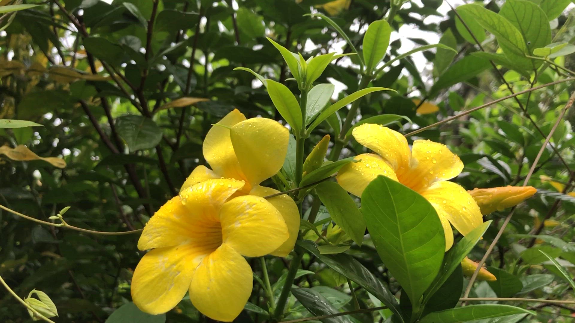 Video thumbnail for Yellow Flowe