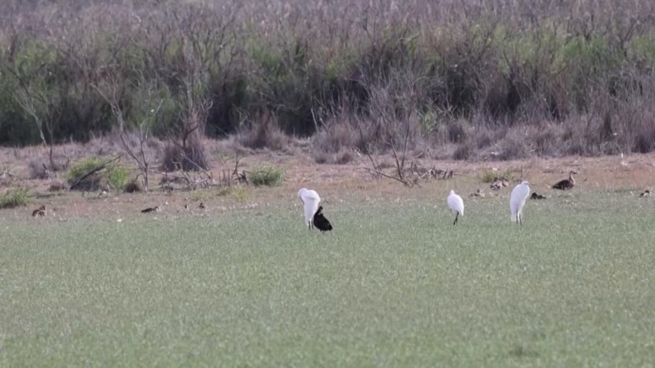 Video thumbnail for China: Rare glossy ibises spotted in Ningxia.