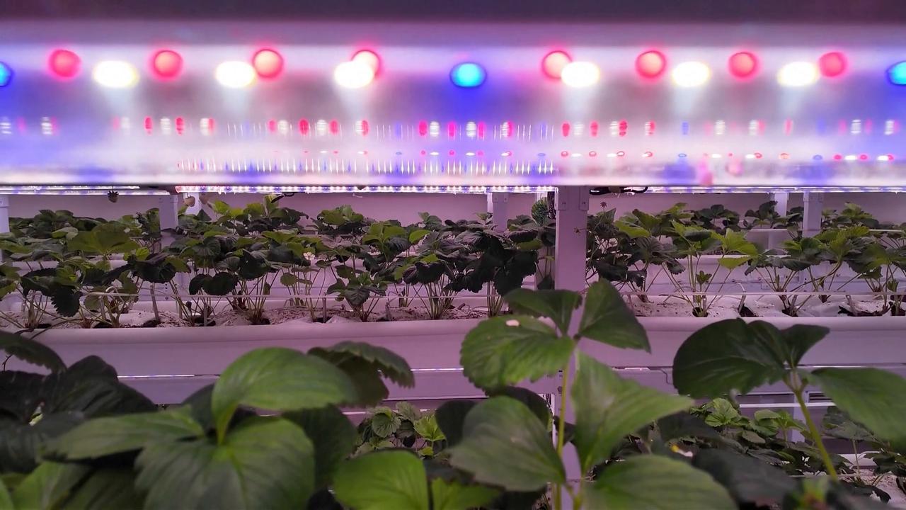 Video thumbnail for China: China's vertical strawberry base yields sweet success.