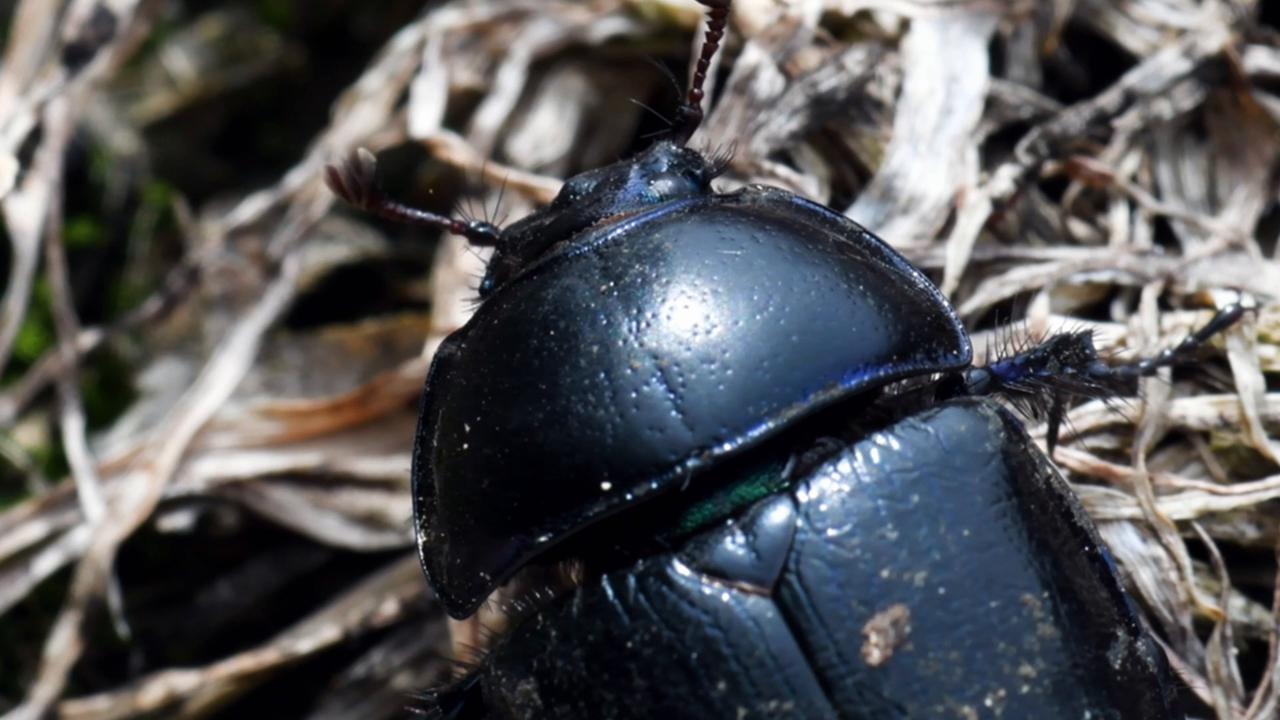 Video thumbnail for Super Animals -- Dung Beetles