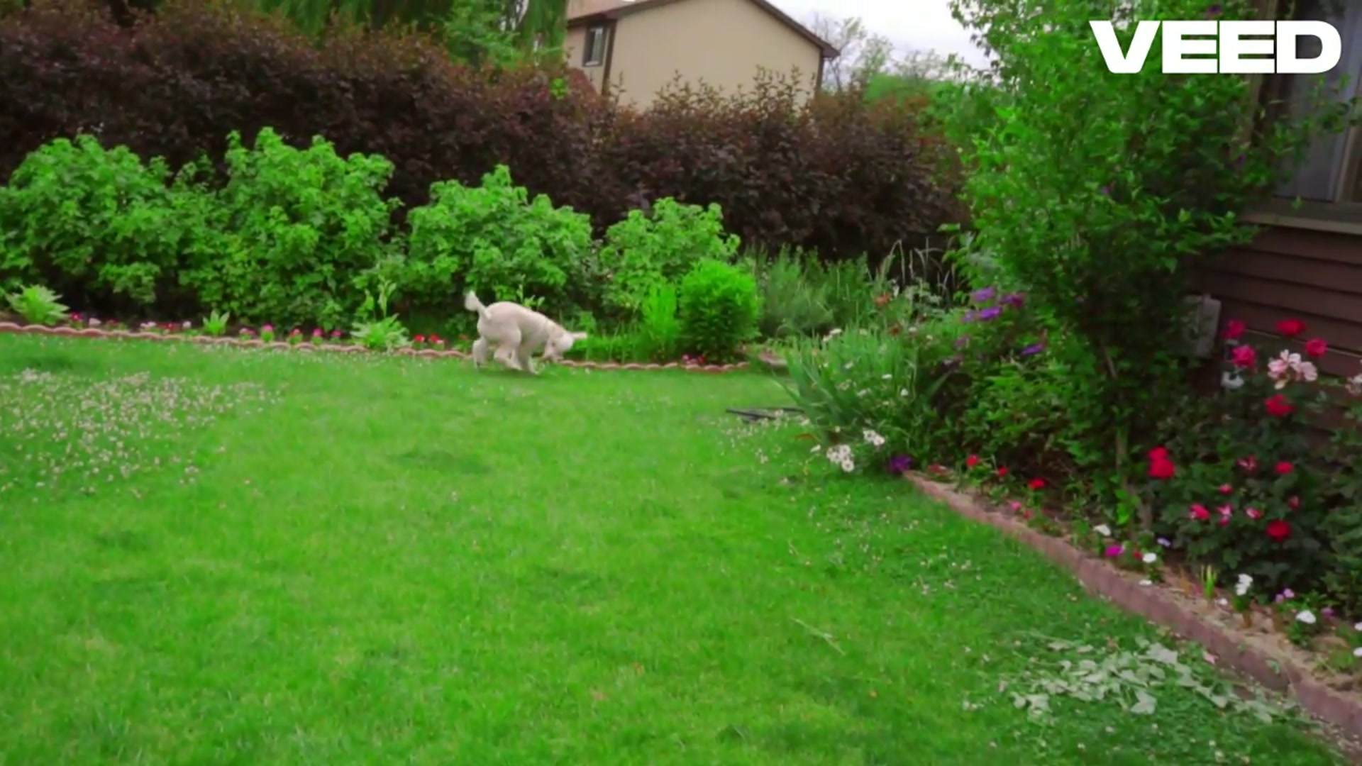 Video thumbnail for Pregnant_ Care for Your Dog Now