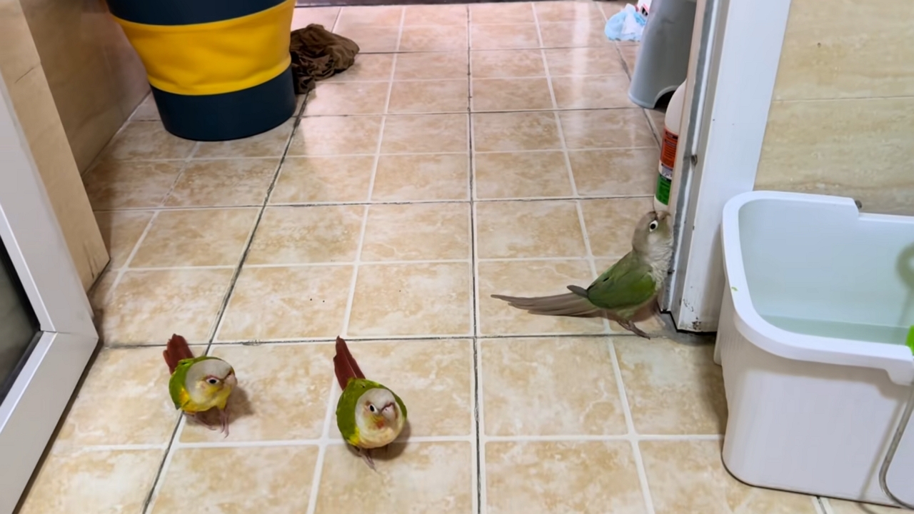 Video thumbnail for Three Parrots Mimic Knocking on a Door