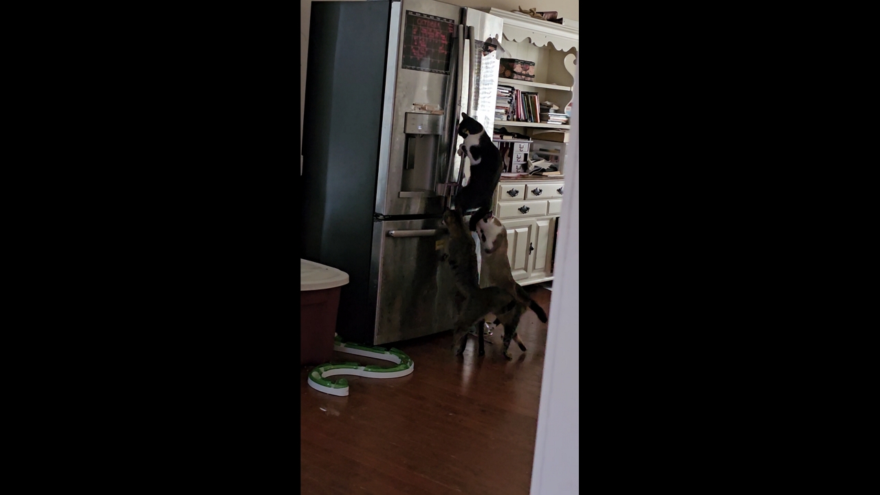 Video thumbnail for Cats Team Up to Open Fridge!