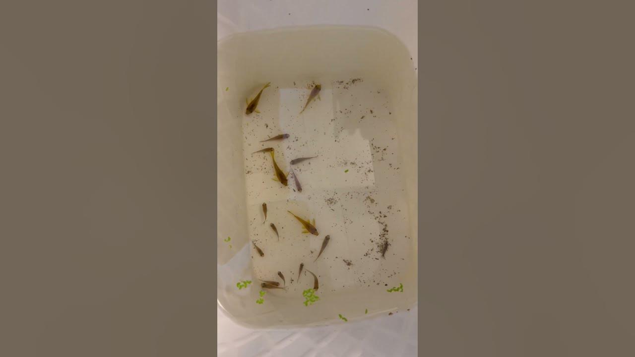 Video thumbnail for Some green lasers and pygme cories I got from a buddy. #cw009 #corycatfish #corydoras