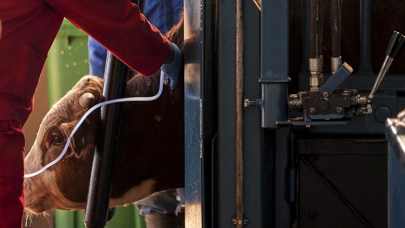 Video thumbnail for South Africa launches vaccination drive to combat foot-and-mouth disease outbreak