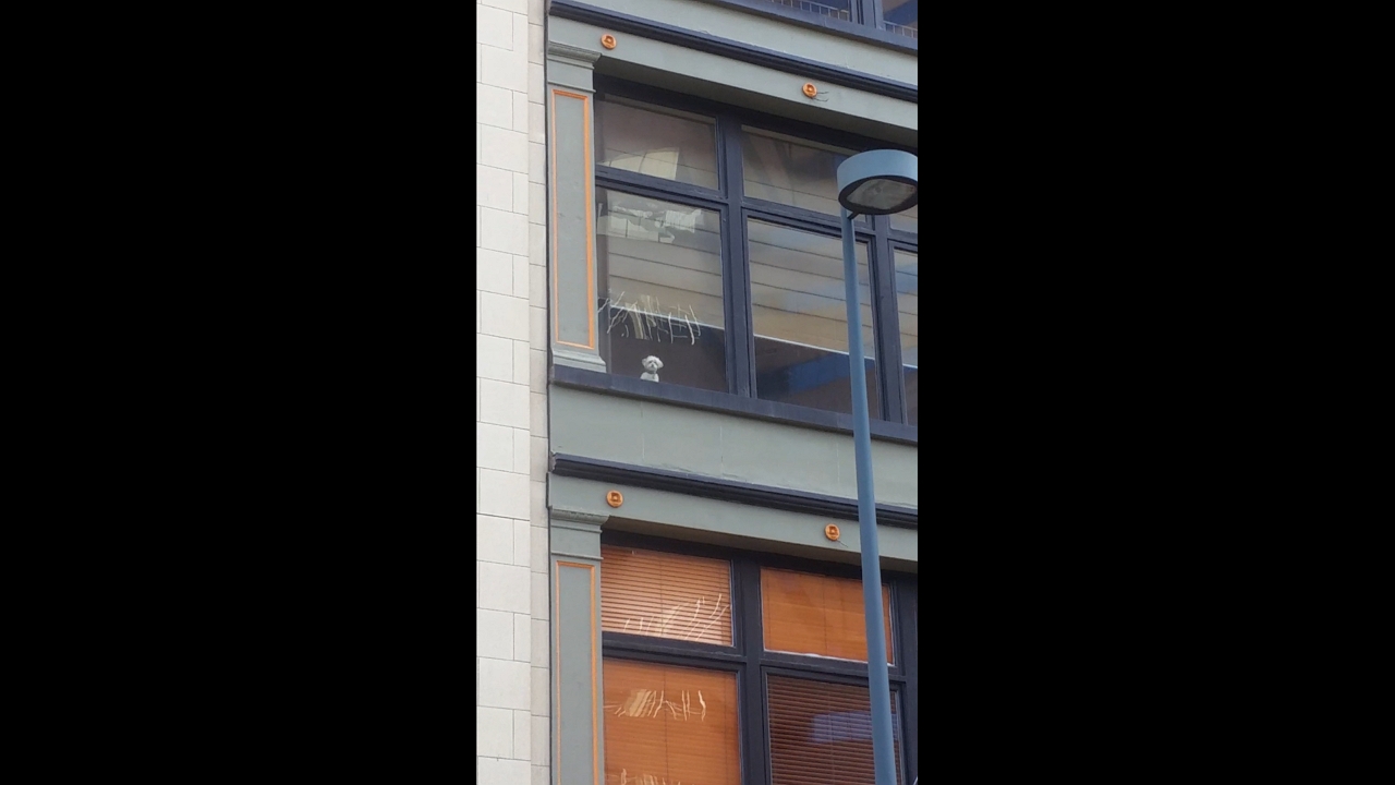 Video thumbnail for Dog Excitedly Spots Owner from Third-Story Window