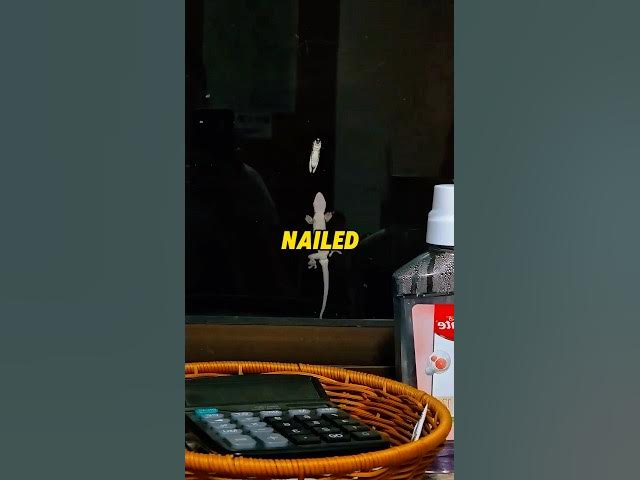 Video thumbnail for Climbed with Confidence… Then THIS Happened! #funny #storymoment #viralvideos #humor #shorts #fail