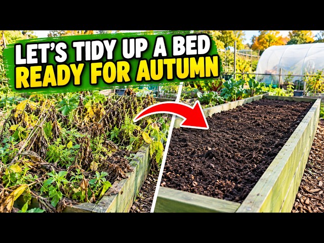 Video thumbnail for Don't Leave Your Garden Beds Like THIS! 🍂 Autumn Allotment Tidy-Up