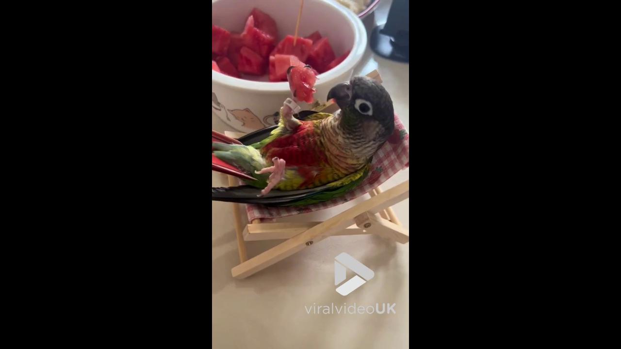 'Video thumbnail for V4999 Chilled-out parrot feasts on watermelon'
