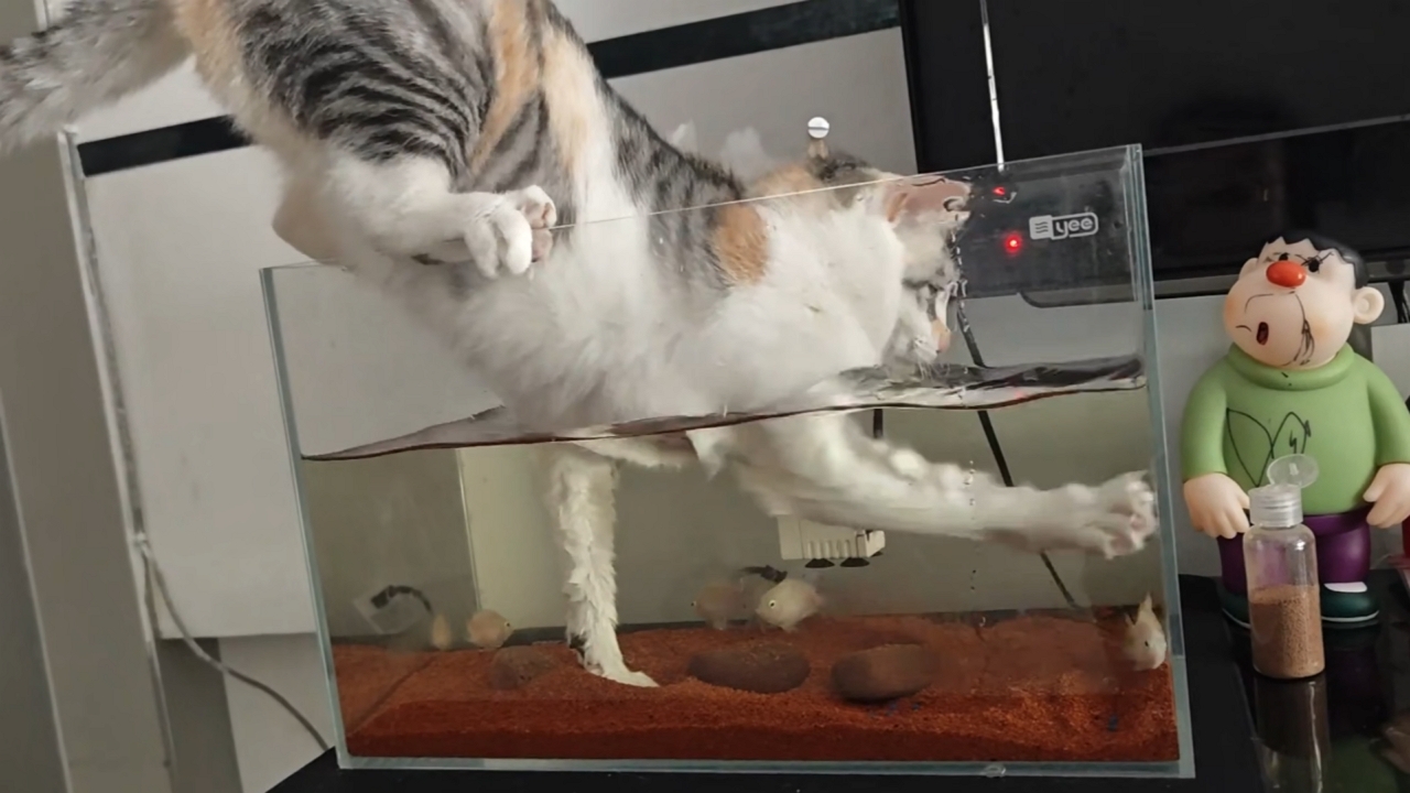 Video thumbnail for Determined Cat Fails to Catch Sneaky Fish