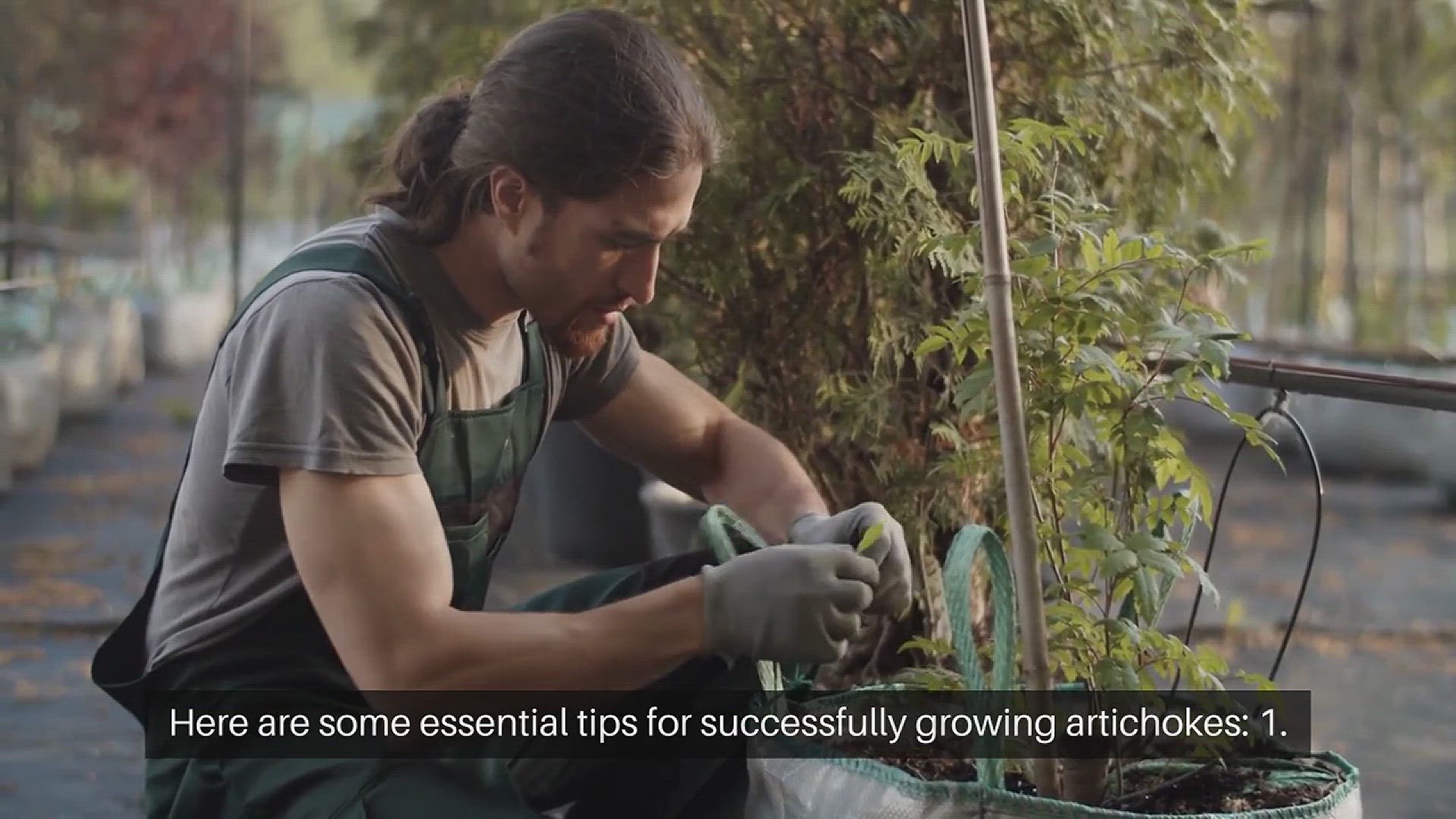 Video thumbnail for Tips for Growing Artichokes