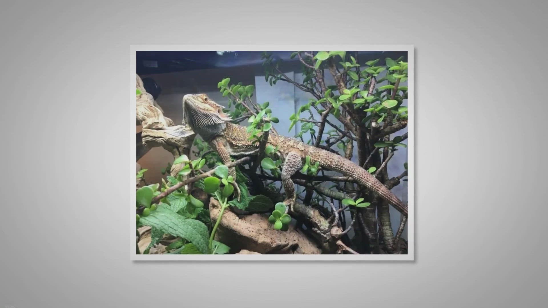 Video thumbnail for 5 Safe Plants for Your Bearded Dragon’s Tank