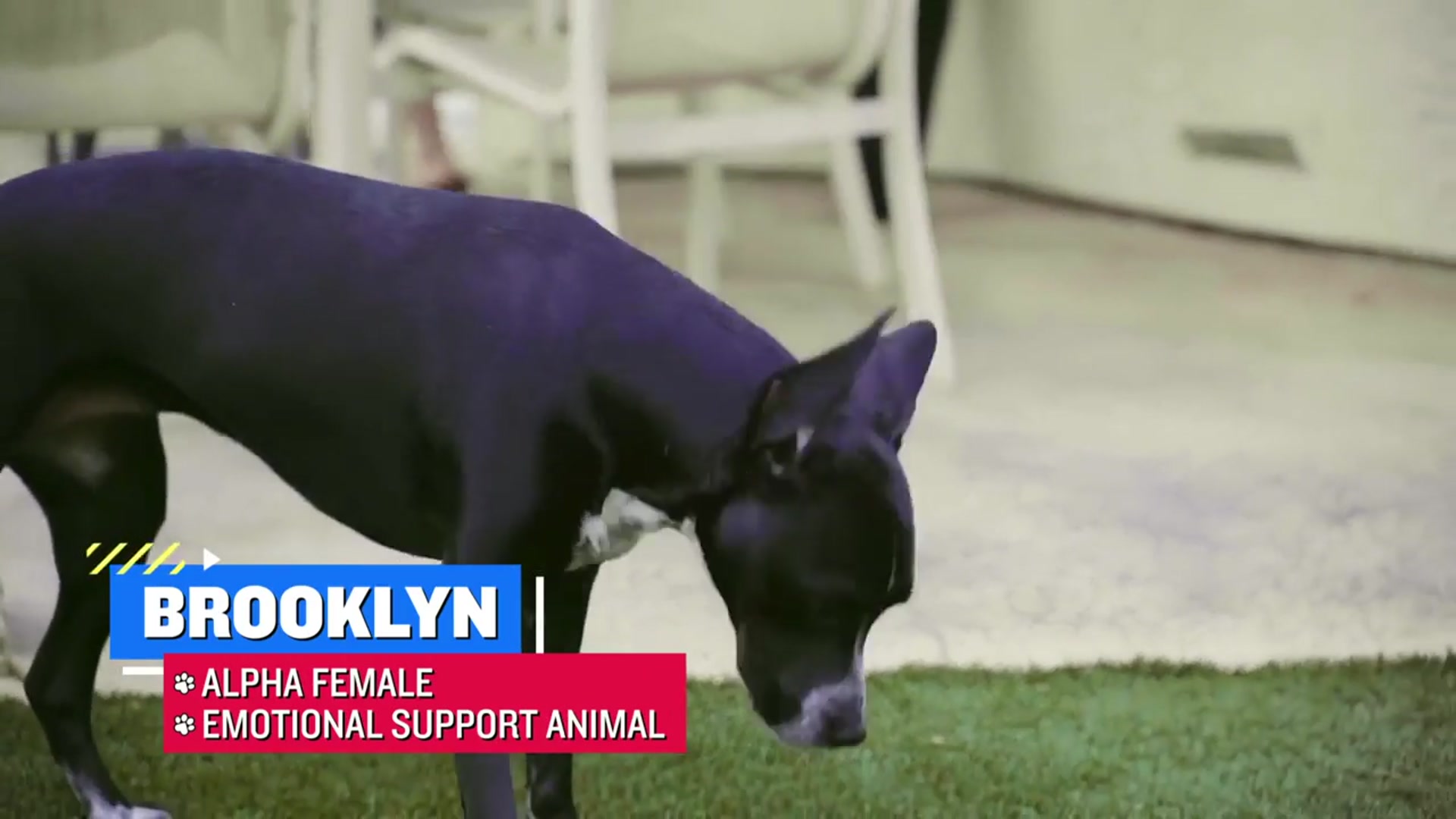 'Video thumbnail for Raiders DE Maxx Crosby Is The BIGGEST Dog Lover In Football!'