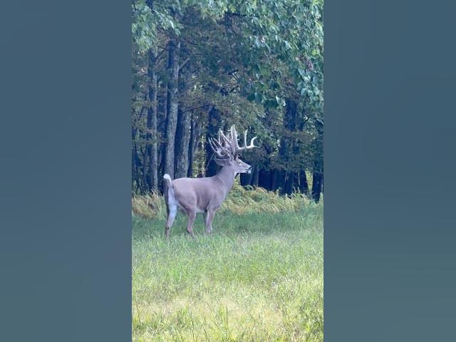 Video thumbnail for How long are his eye-guards??#deerhunting#bigbuck#whitetaildeer#hunting#bigbucks#dee
