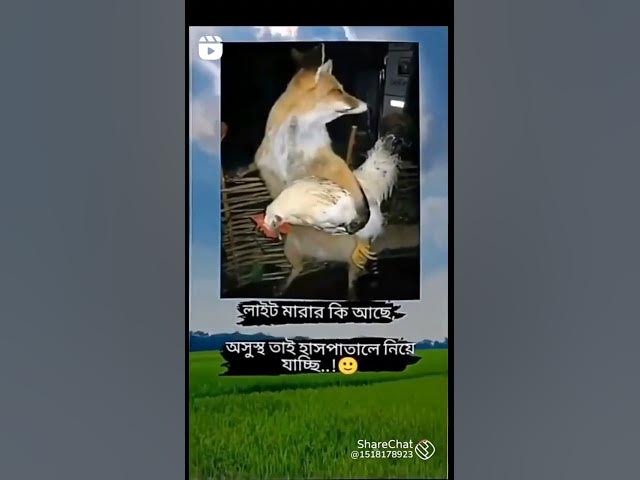 Video thumbnail for মুরগি চোর 😂😂
