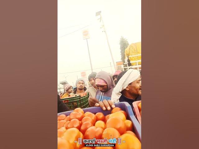 Video thumbnail for vlogsshort #shortvideo कवर्धा सब्जी मंडी #tomato 2026-नई