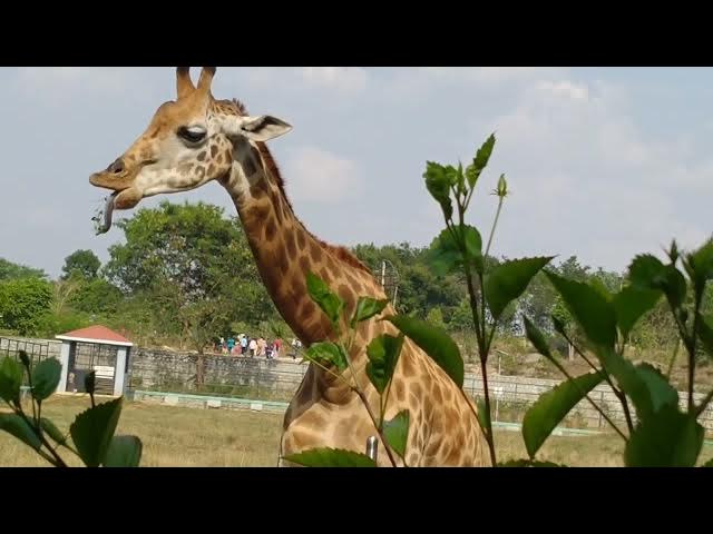 Video thumbnail for जिराफ कैसा होता है , देखें बिल्कुल सामने से