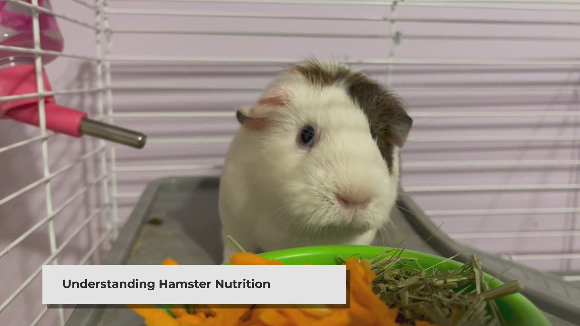 Video thumbnail for Can Hamsters Eat Apples? Safe Feeding Tips for Your Pet