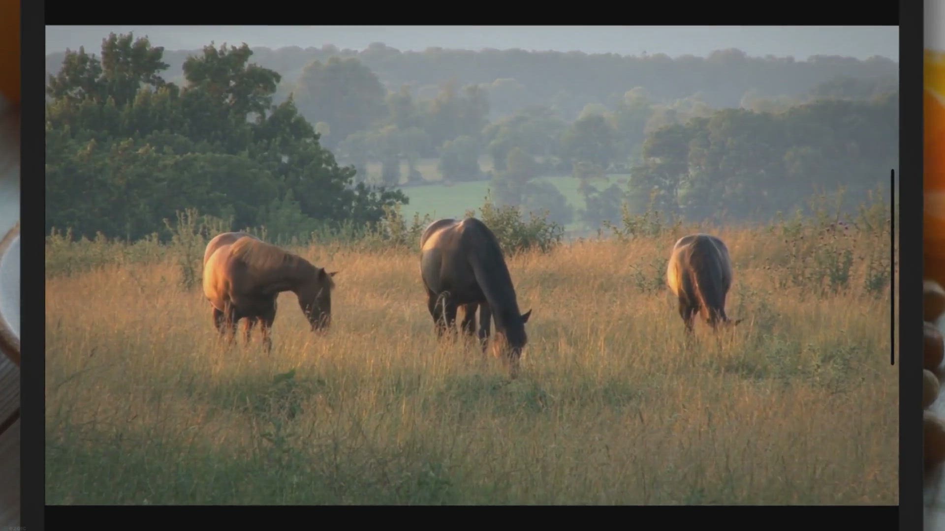 Video thumbnail for Can horses eat iceberg lettuce?