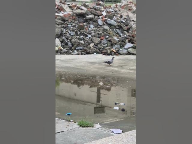 Video thumbnail for kabutar