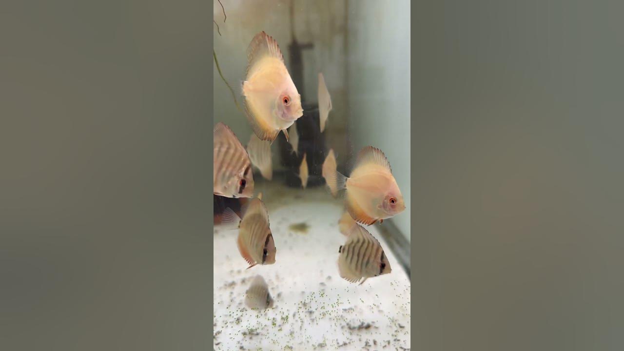Video thumbnail for Discus Hans babies are getting so big. #redmelon #altumflora #discusbreeding #discus