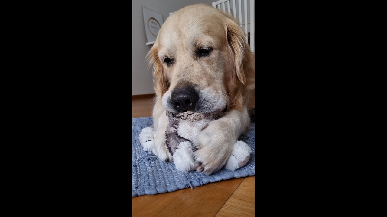 Video thumbnail for Dog Comforts Stuffed Toy in Malmö
