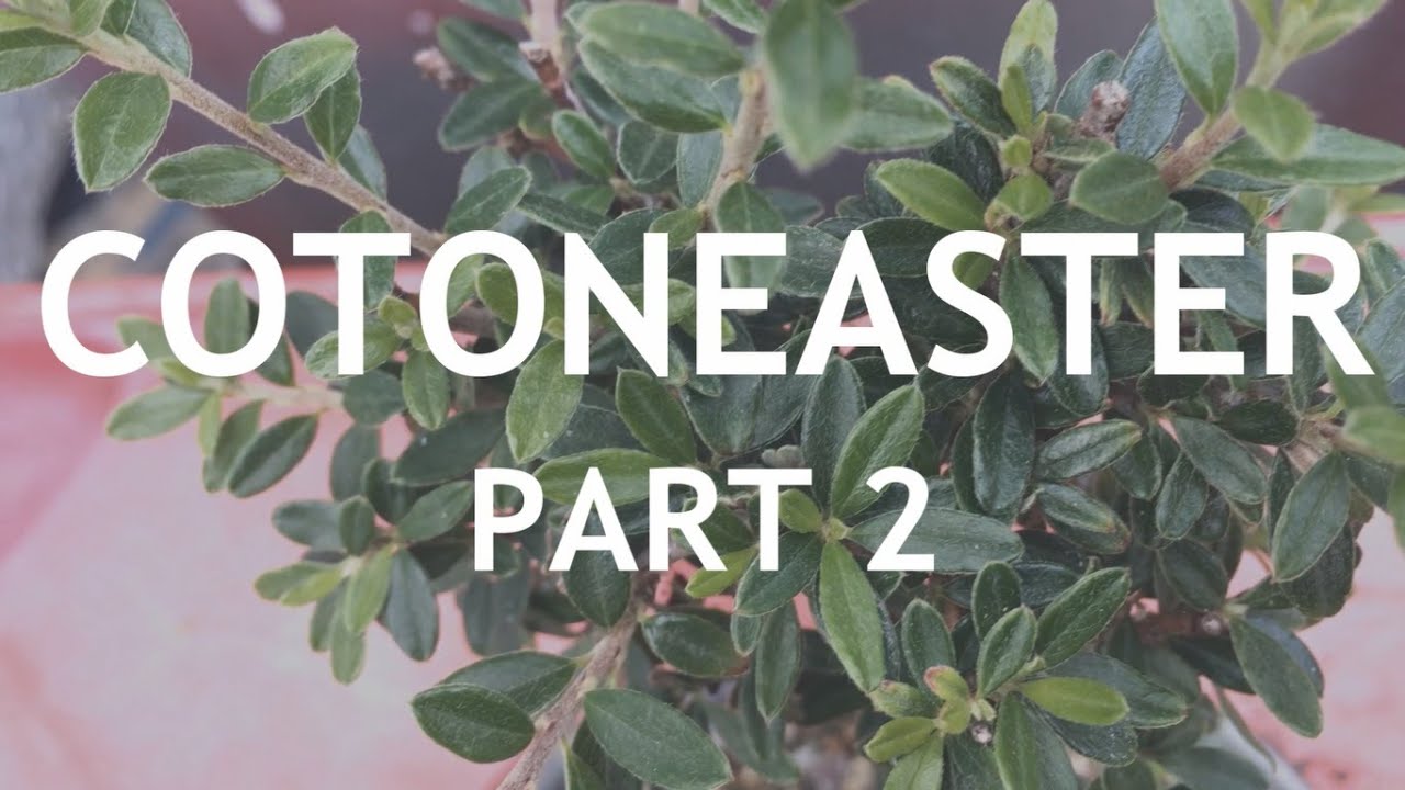 Video thumbnail for Cotoneaster Bonsai, 2