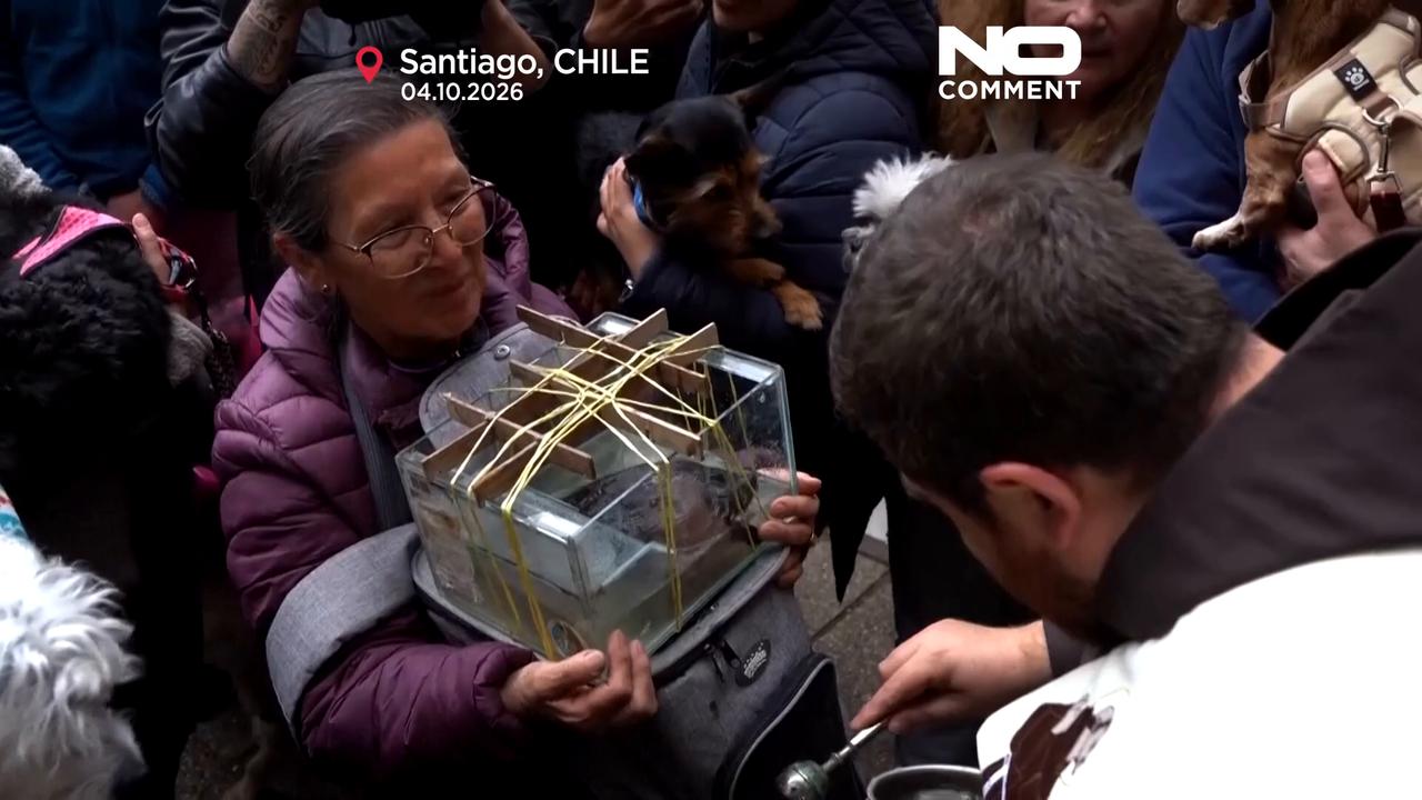 Video thumbnail for Dogs, turtle and snail receive blessings in churches