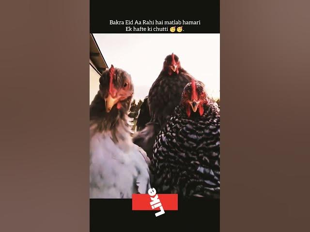 Video thumbnail for Chickens on eid #chicken #animalshorts #fun
