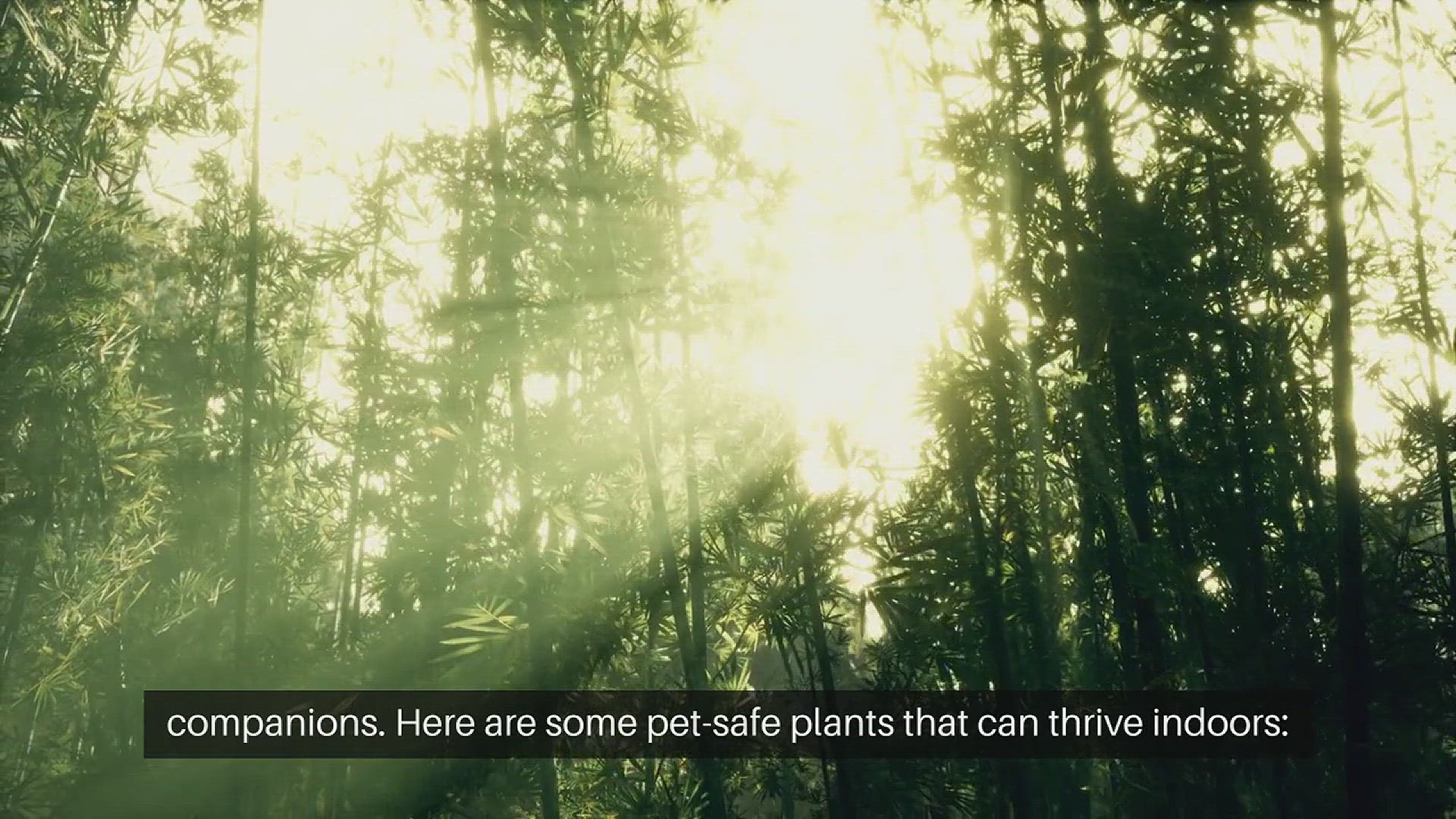 Video thumbnail for Pet Safe Household Plants