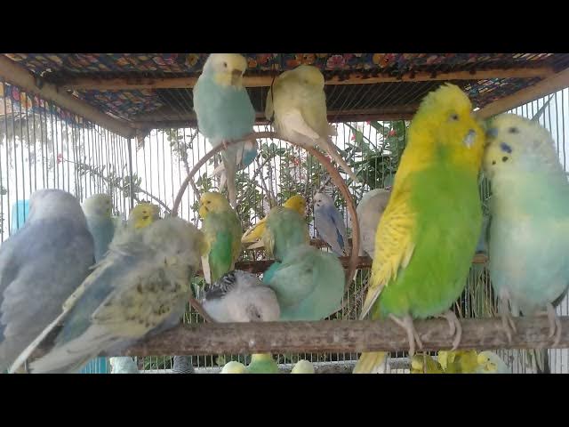 Video thumbnail for Rare Blue Mutation in Natural Lighting ๐ตโจ