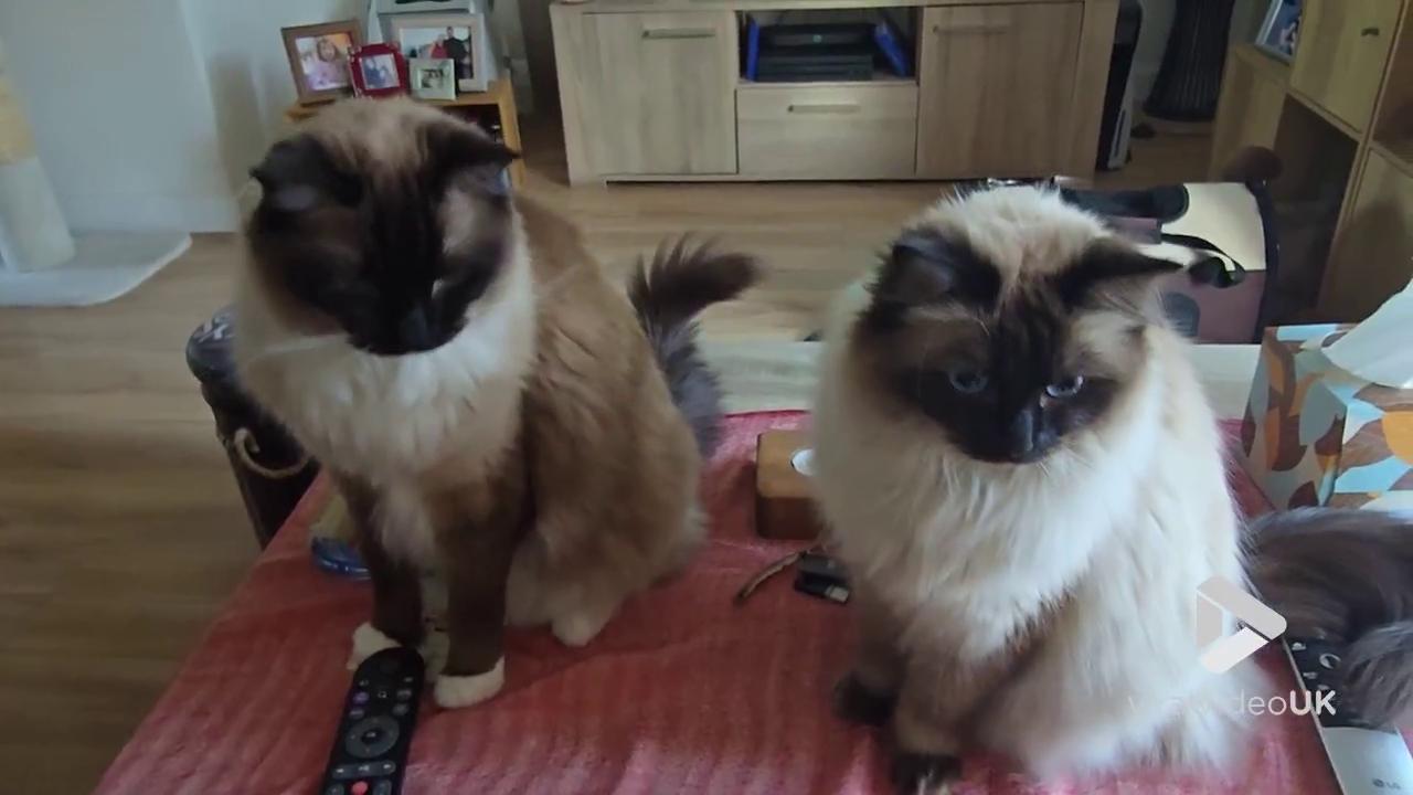 Video thumbnail for VV5063 Ragdolls go crazy for chicken treat