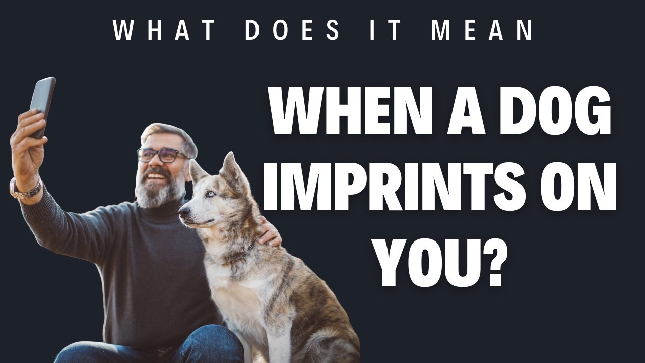 'Video thumbnail for What does it mean when a dog imprints on you?'