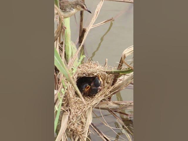 'Video thumbnail for Babies Sparrow'