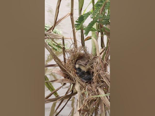 'Video thumbnail for Mother Bgrown bitd feeding EP#081 #birdslover #birdwatch #wildlife #nature #birds #A'