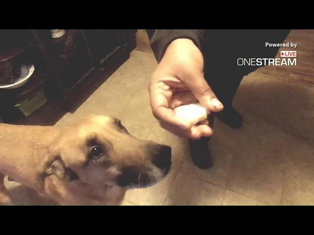 Video thumbnail for Meet Our Dog Family
