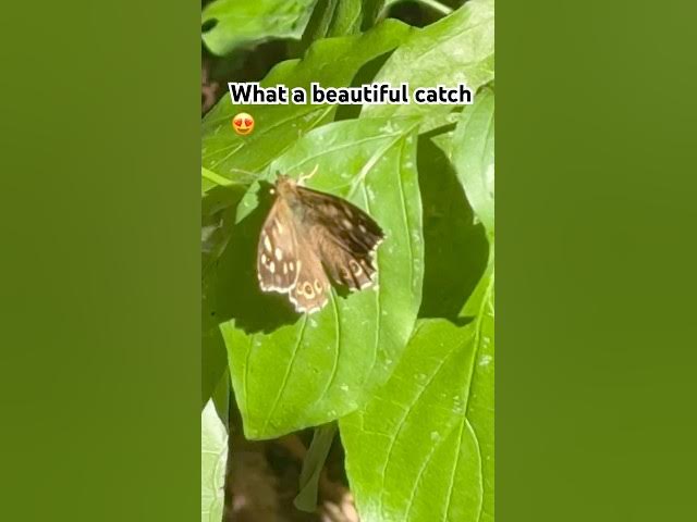 Video thumbnail for Beautiful nature 😀#fyp#subscribe #nature #foryou