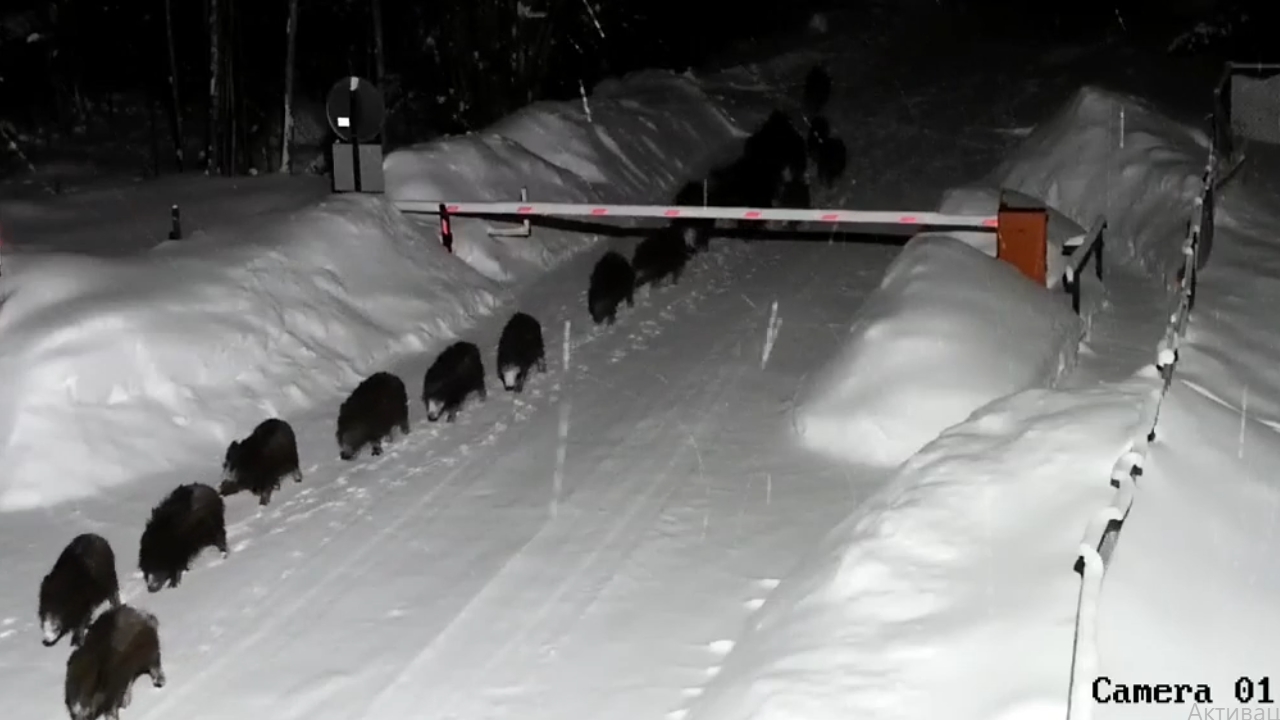 Video thumbnail for Wild boars make an unexpected appearance at Leningrad holiday village