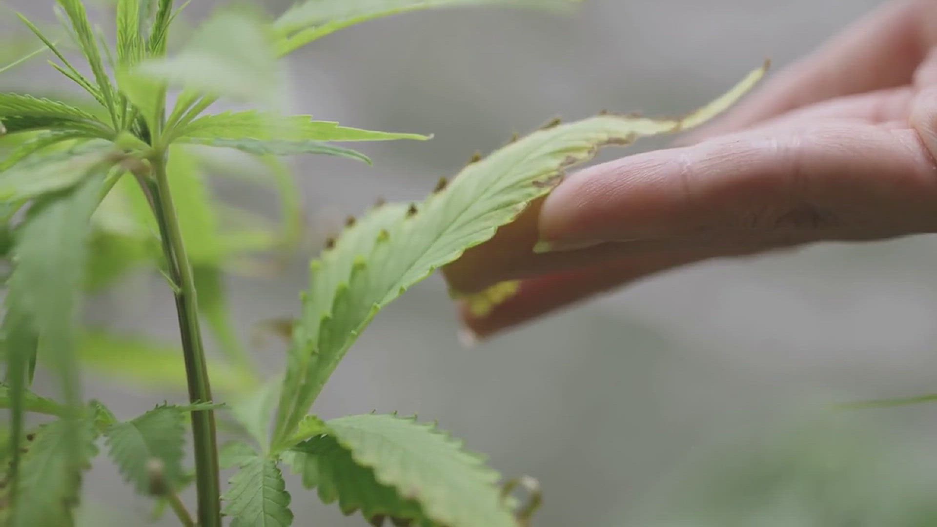 'Video thumbnail for How to Fight Carrot Root Flies'